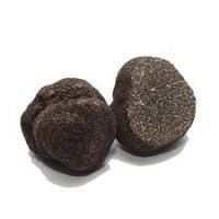 Truffe fraîche Tuber Mélanosporum